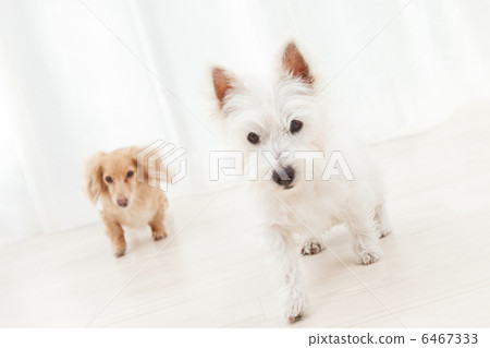 小獵犬和臘腸犬 小獵犬和臘腸犬 6467333