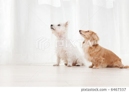 小獵犬和臘腸犬 小獵犬和臘腸犬 6467337