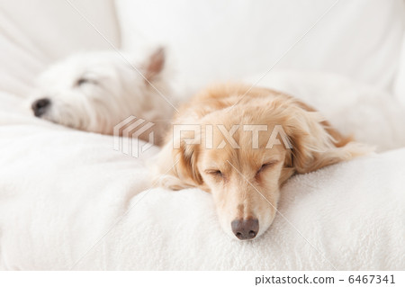 Terrier and Dachshund 6467341