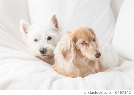 小獵犬和臘腸犬 6467342