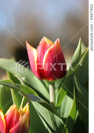 冰鬱金香 - Keesnellis - 冰鬱金香 - Keesnellis - 6467403