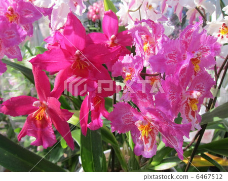 蘭花彗星（Odontoglossum） 6467512