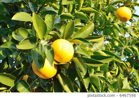 Yuzu Tree 6467598