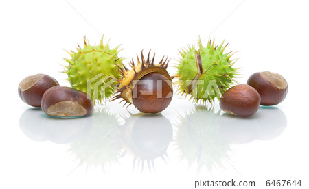 seven mature chestnut on a white background 6467644