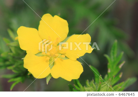 川崎花 川崎花 6467645