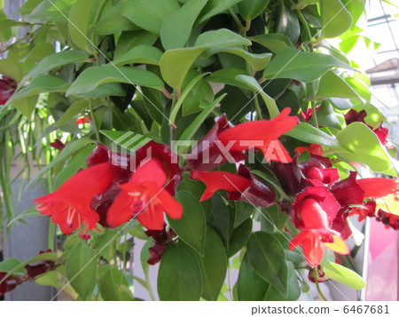 Lipstick plant 6467681