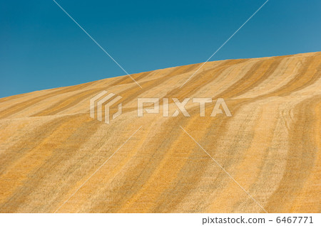 typical tuscan landscape 6467771