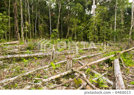 Tropical rainforest cut for agriculture 6468015