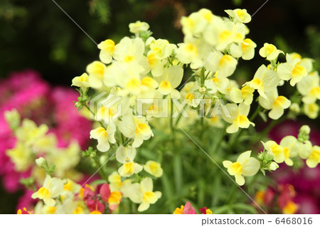 Linaria 6468016