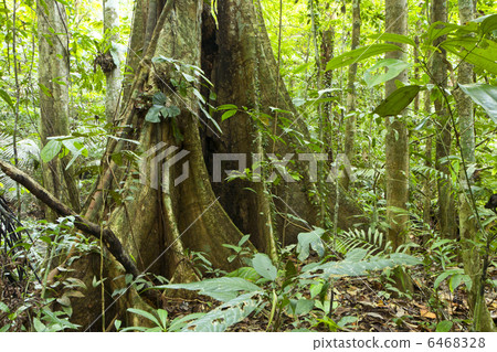 Tree with buttress roots 6468328