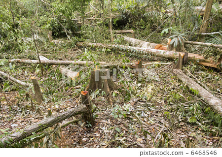 Rainforest destruction in the Ecuadorian Amazon 6468546