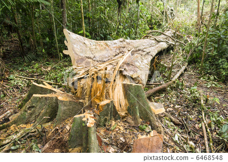 Rainforest destruction in the Ecuadorian Amazon 6468548