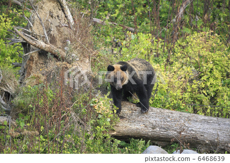 Brown bear 6468639