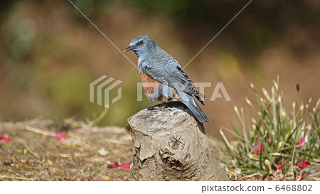 伊豆的野鳥 6468802