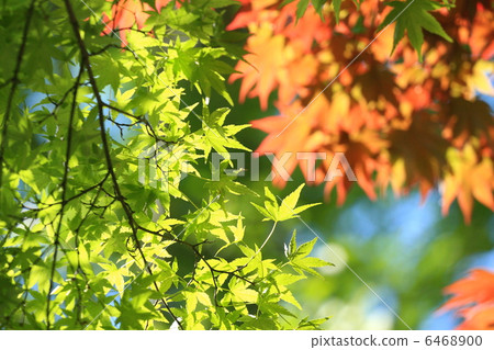 三河·卡米河的秋葉 三河·卡米河的秋葉 6468900