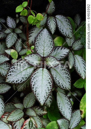Leaf vein Leaf vein 6468992
