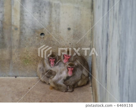 Monkey dumpling resistant to cold weather 6469138