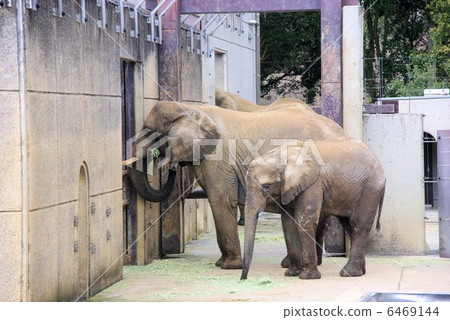 Togane動物園非洲大象家庭 Togane動物園非洲大象家庭 6469144