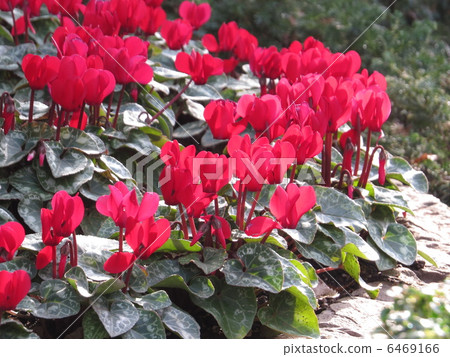 Cyclamen Cyclamen 6469166
