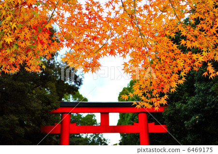 Autumn leaves of Shimogamo Shrine Autumn leaves of Shimogamo Shrine 6469175