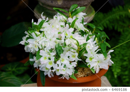 石斛天使寶寶'綠眼'花語:真心 石斛天使寶寶'綠眼'花語:真心 6469186