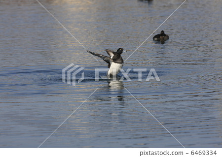 Kinkrochasshuro 6469334