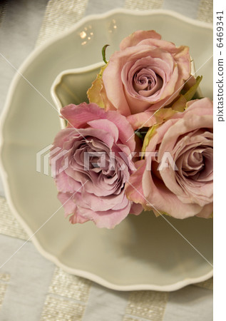Antique rose 6469341