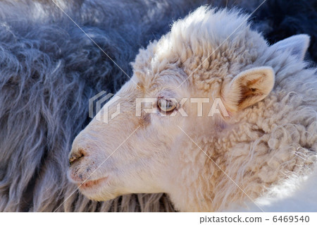 一隻羊 一隻羊 6469540