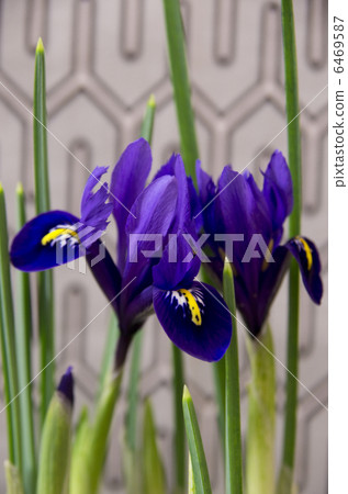 Iris Iris 6469587