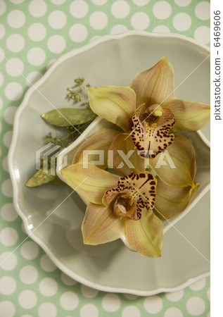 Cymbidium Cymbidium 6469606