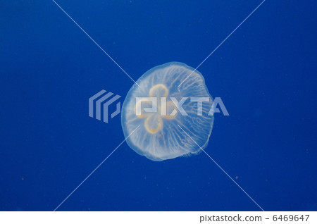 Jellyfish 6469647