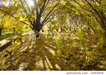 Ginkgo no Mori Ginkgo no Mori 6469848