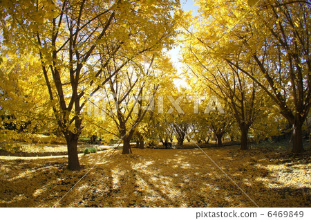 Yellow Forest Yellow Forest 6469849