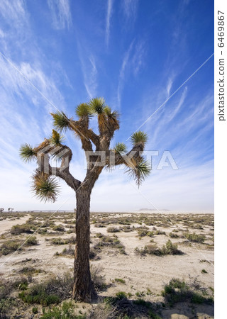 peaceful scene, joshua tree, joshutree 6469867
