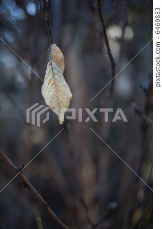 Dead leaves 6469883