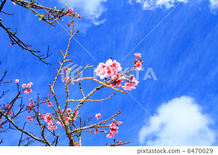 藍天和猩紅色的櫻花 6470029