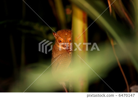 Western Tarsier (Wild glasses) 6470147