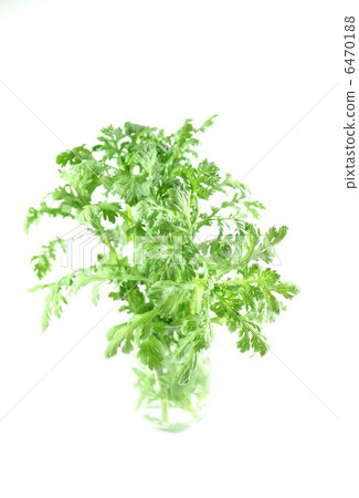 蔬菜背景材料·新鮮採摘的菊花·白背垂直位置 6470188