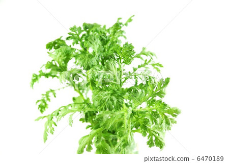 Vegetable background material · freshly picked chrysanthemum · white back lateral position Vegetable background material · freshly picked chrysanthemum · white back lateral position 6470189