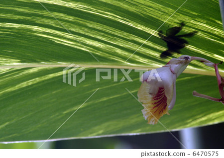 Moon peach Moon peach 6470575