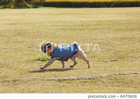 Pug Pug 6470608