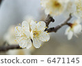 Plum blossom  6471145