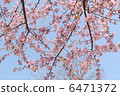 櫻桃樹 6471372