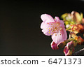 櫻桃樹 6471373