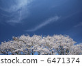 櫻桃樹 6471374