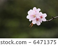 櫻桃樹 6471375