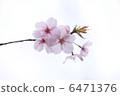 櫻桃樹 6471376