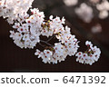 櫻桃樹 6471392