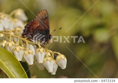 Butterflies and food --~ 6471534