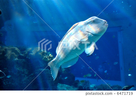 觀賞魚 觀賞魚 6471719